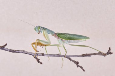 Dev Malezya kalkan bir ağaç üzerinde dinlenme devesi (Rhombodera Basalis)