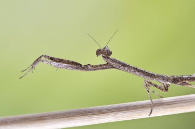 Peygamber devesi Neodanuria, bir tür Mantis Afrika'ya yerli. Danuria. Makro