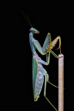 Dev Malezya kalkan bir ağaç üzerinde dinlenme devesi (Rhombodera Basalis)