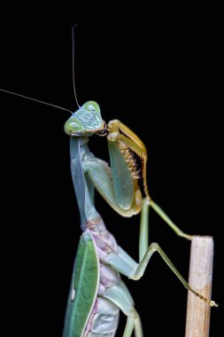 Dev Malezya kalkan bir ağaç üzerinde dinlenme devesi (Rhombodera Basalis)