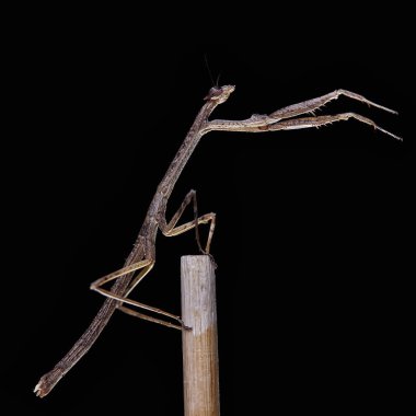 Peygamber devesi Neodanuria, bir tür Mantis Afrika'ya yerli. Danuria. Makro