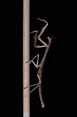 Peygamber devesi Neodanuria, bir tür Mantis Afrika'ya yerli. Danuria. Makro