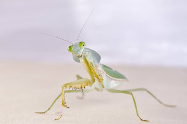 Dev Malezya kalkan bir ağaç üzerinde dinlenme devesi (Rhombodera Basalis)