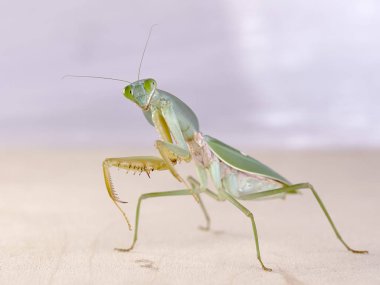 Dev Malezya kalkan bir ağaç üzerinde dinlenme devesi (Rhombodera Basalis)