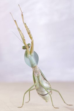 Dev Malezya kalkan bir ağaç üzerinde dinlenme devesi (Rhombodera Basalis)