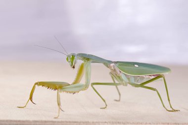 Dev Malezya kalkan bir ağaç üzerinde dinlenme devesi (Rhombodera Basalis)