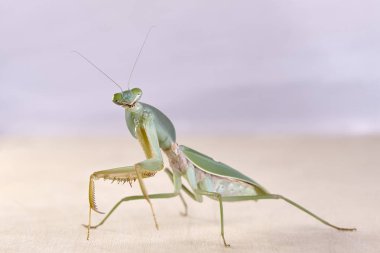 Dev Malezya kalkan bir ağaç üzerinde dinlenme devesi (Rhombodera Basalis)