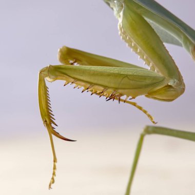 Dev Malezya kalkan bir ağaç üzerinde dinlenme devesi (Rhombodera Basalis)