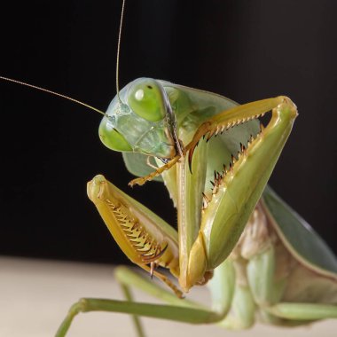 Dev Malezya kalkan bir ağaç üzerinde dinlenme devesi (Rhombodera Basalis)
