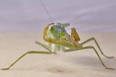 Dev Malezya kalkan bir ağaç üzerinde dinlenme devesi (Rhombodera Basalis)