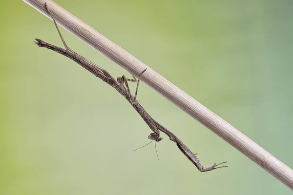 Mantis Neodanuria Een Soort Mantis Afkomstig Uit Afrika Danuria Macro — Stockfoto