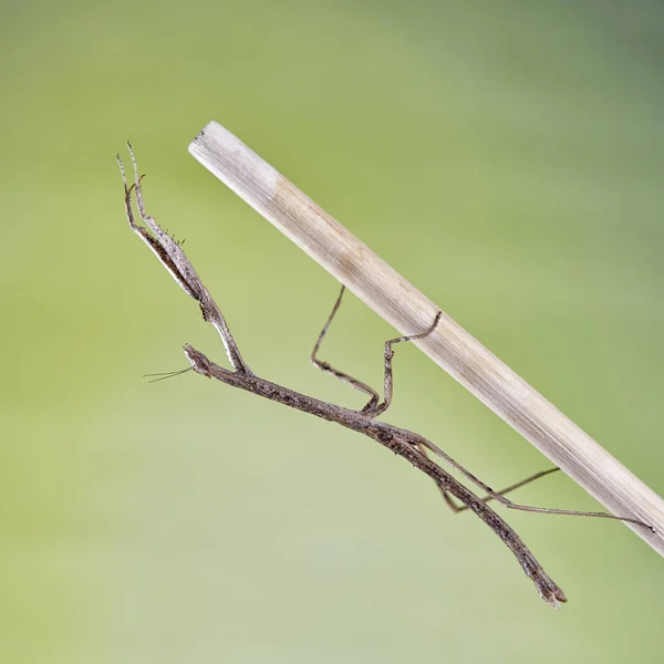 Mantis Neodanuria Een Soort Mantis Afkomstig Uit Afrika Danuria Macro — Stockfoto