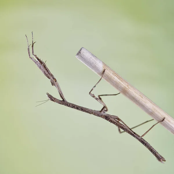 Mantis Neodanuria Una Especie Mantis Nativa África Danuria Macro — Foto de Stock