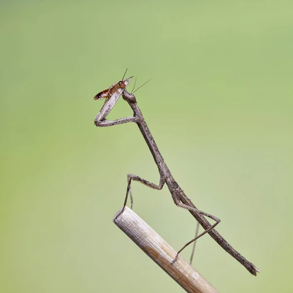 Mantis Neodanuria Een Soort Mantis Afkomstig Uit Afrika Danuria Macro — Stockfoto