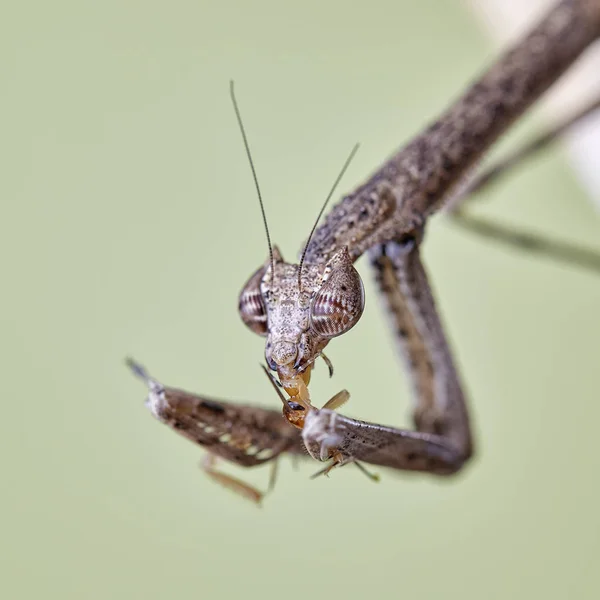Mantis Neodanuria Uma Espécie Louva Deus Nativa África Danúria Macro — Fotografia de Stock