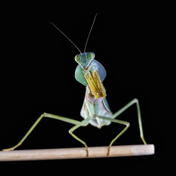 Mantis Religiosa Gigante Escudo Malasia Rhombodera Basalis Descansando Sobre Árbol — Foto de Stock