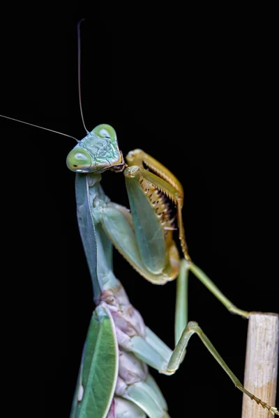 Mantis Religiosa Gigante Escudo Malasia Rhombodera Basalis Descansando Sobre Árbol — Foto de Stock