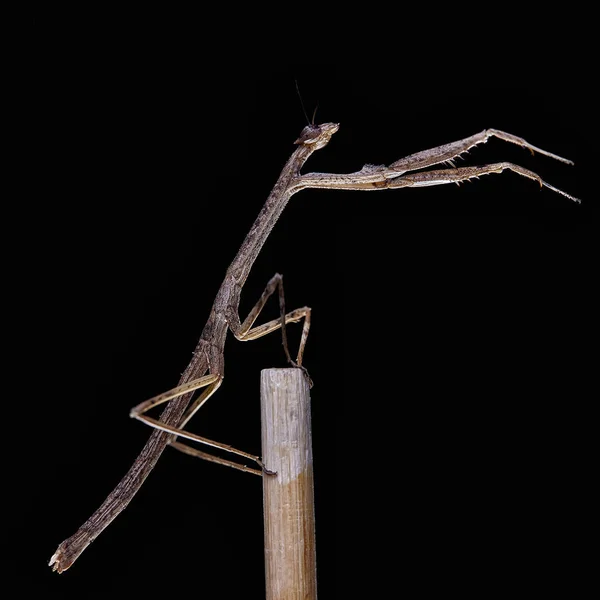 Mantis Neodanuria Ένα Είδος Ακρίδος Εγγενές Στην Αφρική Danuria Μακροεντολή — Φωτογραφία Αρχείου