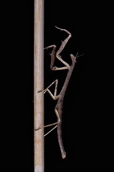 Mantis Neodanuria Ένα Είδος Ακρίδος Εγγενές Στην Αφρική Danuria Μακροεντολή — Φωτογραφία Αρχείου