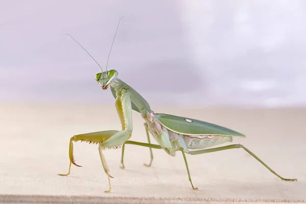 Escudo Gigante Malaio Louva Deus Rhombodera Basalis Descansando Sobre Uma — Fotografia de Stock