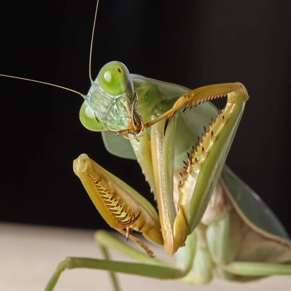 Mantis Religiosa Gigante Escudo Malasia Rhombodera Basalis Descansando Sobre Árbol — Foto de Stock