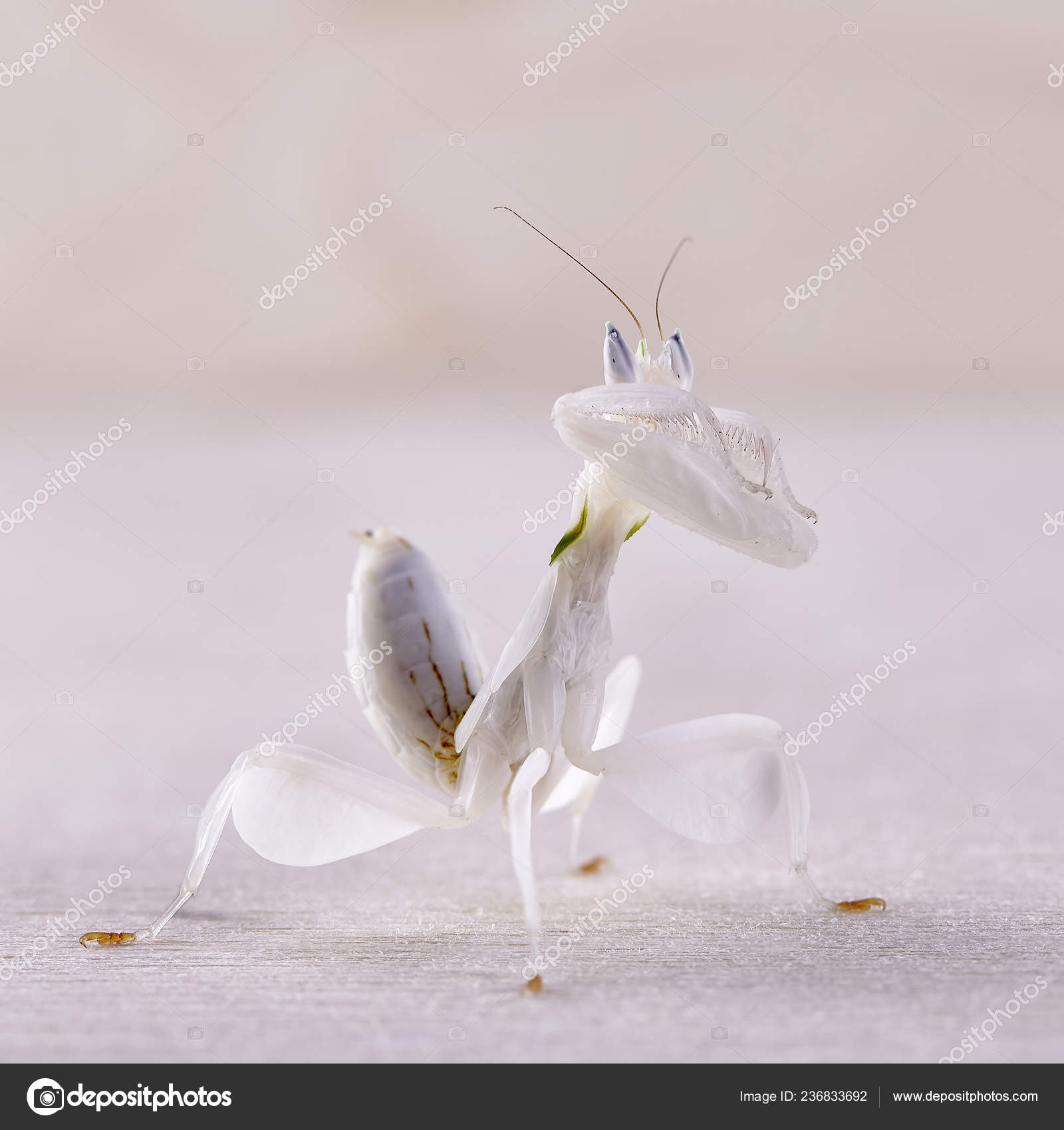 Female Hymenopus Coronatus Also Known Malaysian Orchid Mantis Front White Stock Photo C Detukov Sergey