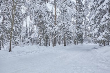 Kış orman içinde ahşap Fince evin karla kaplı. Finlandiya, Rusya Federasyonu