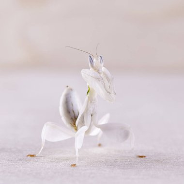 Kadın hymenopus coronatus olarak da bilinen Malezya orkide mantis, beyaz arka plan önünde. Makro