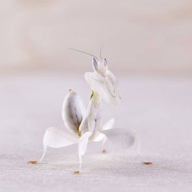Female hymenopus coronatus also known as Malaysian orchid mantis, in front of white background. Macro clipart