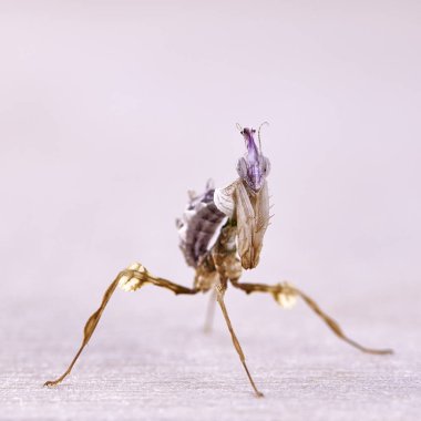 Idolomantis diabolica makro beyaz arka plan üzerinde. Makro