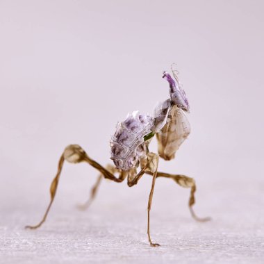 Idolomantis diabolica makro beyaz arka plan üzerinde. Makro