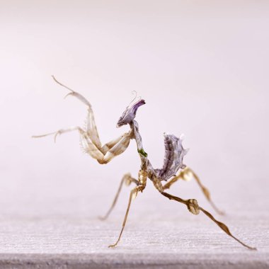 Idolomantis diabolica makro beyaz arka plan üzerinde. Makro