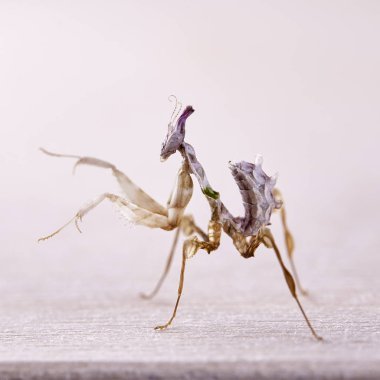 Idolomantis diabolica makro beyaz arka plan üzerinde. Makro