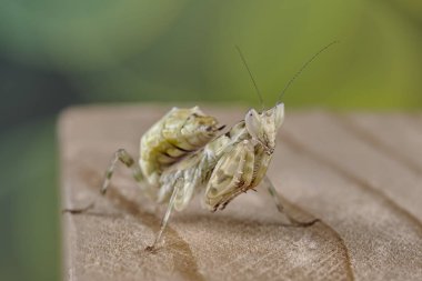 Peygamber devesi Creobroter gemmatus erkek döllenmiş. Makro