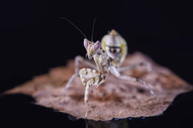 Peygamber devesi Creobroter gemmatus erkek döllenmiş. Makro