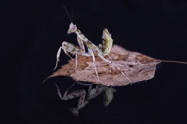 Peygamber devesi Creobroter gemmatus erkek döllenmiş. Makro