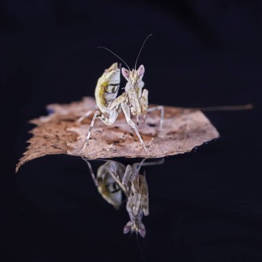 Peygamber devesi Creobroter gemmatus erkek döllenmiş. Makro