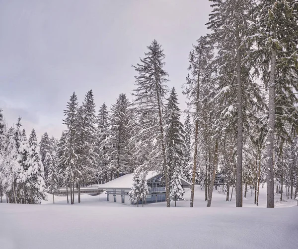 冬の森でフィンランド木造は雪で覆われています フィンランド ロシア — ストック写真