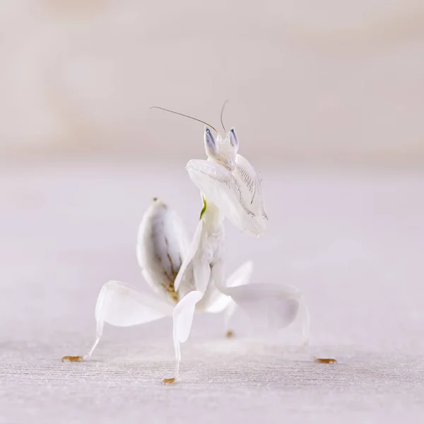 Hymenopus Coronatus Feminino Também Conhecido Como Mantis Orquídea Malaia Frente — Fotografia de Stock