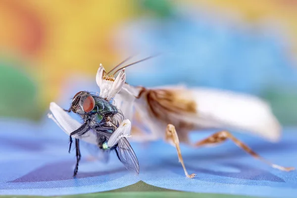 Mantis Religiosa Mantis Masculina Adulta Orquídea Macro — Foto de Stock