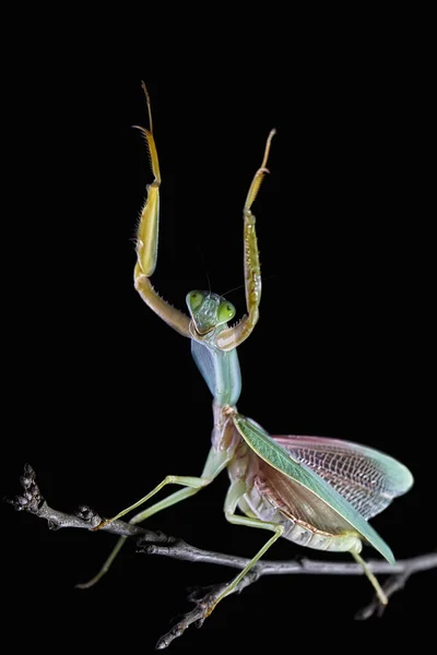 Mantis Religiosa Gigante Escudo Malasia Rhombodera Basalis Descansando Sobre Árbol — Foto de Stock