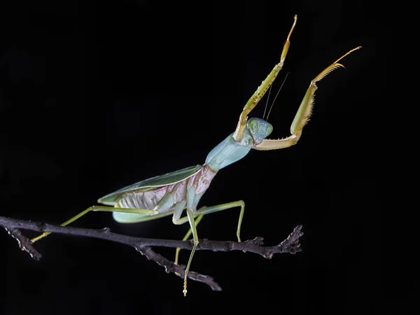 Obří Malajské Štít Kudlanky Rhombodera Basalis Odpočívá Stromě Makro — Stock fotografie