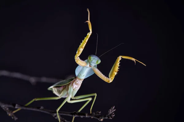 Mantis Religiosa Gigante Escudo Malasia Rhombodera Basalis Descansando Sobre Árbol — Foto de Stock