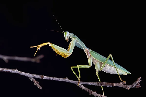 Mantis Religiosa Gigante Escudo Malasia Rhombodera Basalis Descansando Sobre Árbol — Foto de Stock