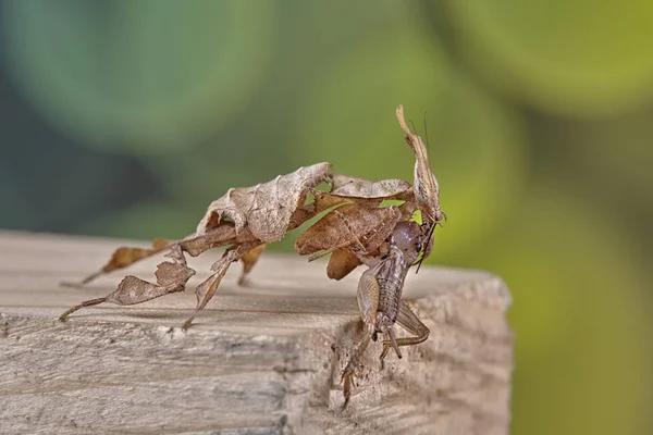 Hayalet Peygamber devesi Phyllocrania paradoxa - Afrika yırtıcı böcek. Makro