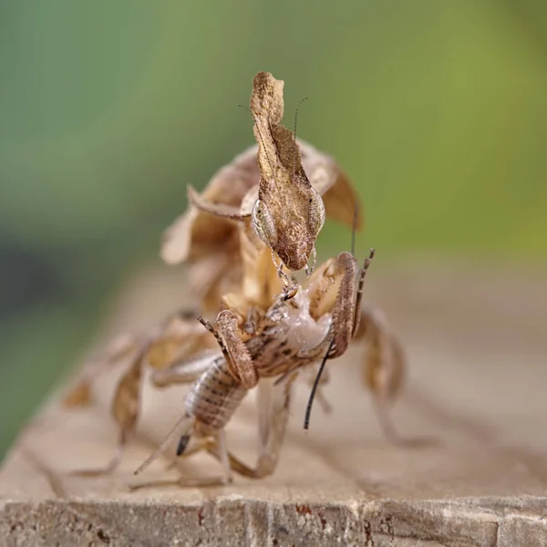 Geistermantis Phyllocrania Paradoxa Afrikanisches Räuberisches Insekt Makro — Stockfoto