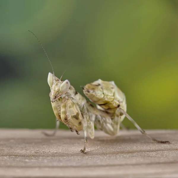 Mantis Квітковий Богомол Gemmatus Запліднена Жінки Макрос — стокове фото