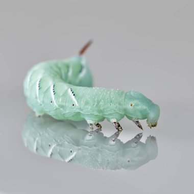 Tütün hornworm Manduca sexta moonflower yaprak üzerinde. Makro