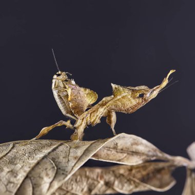 Hayalet Peygamber devesi Phyllocrania paradoxa - Afrika yırtıcı böcek. Makro