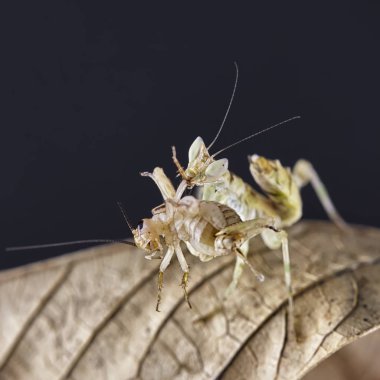 Peygamber devesi Creobroter gemmatus erkek döllenmiş. Makro
